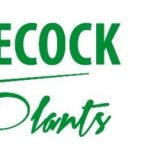 Decock Plants HortiCulture PLC